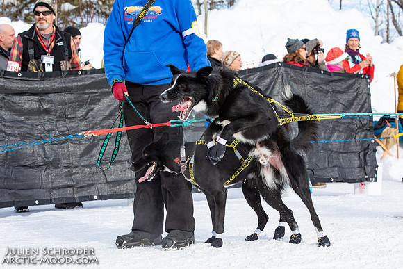 Restart-Iditarod2019-JSchroder_20190303_D4_3349