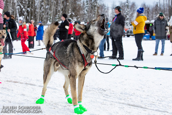 Restart-Iditarod2019-JSchroder_20190303_D4_3411