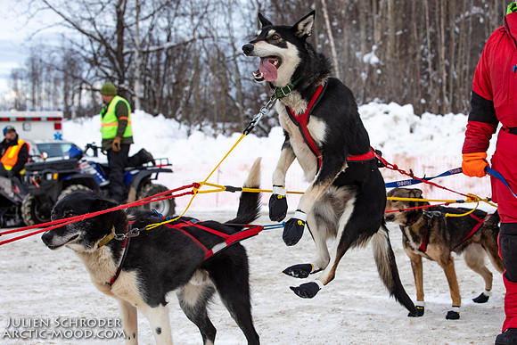 Restart-Iditarod2019-JSchroder_20190303_D4_3613