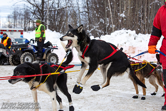 Restart-Iditarod2019-JSchroder_20190303_D4_3606