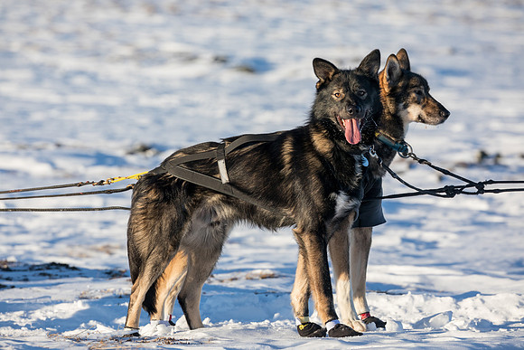 3_Mile101_YukonQuest2018_Eagle_summit_YukonQuest2018_14423_JSchroder-2