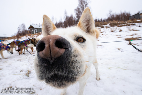 iditarod-Iditarod2019-JSchroder_20190309IMG_4618