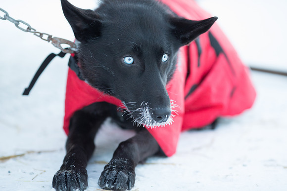 1_Fairbanks_YukonQuest2018_untitled_YukonQuest2018_11922_JSchroder-2