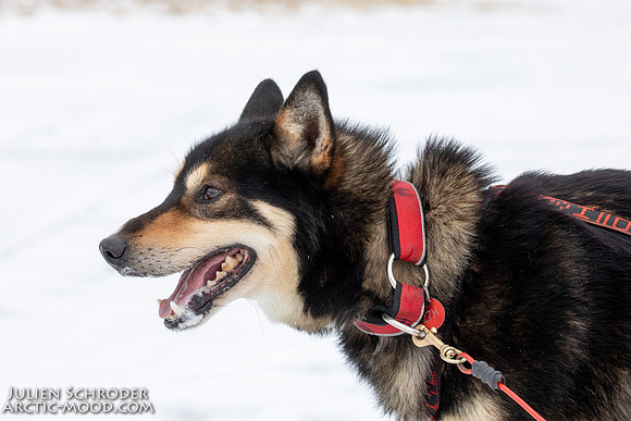 iditarod-Iditarod2019-JSchroder_20190309_D4_6270