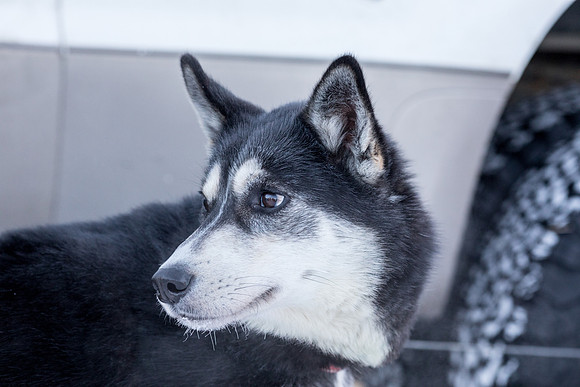 1_Fairbanks_YukonQuest2018_untitled_YukonQuest2018_12007_JSchroder-2