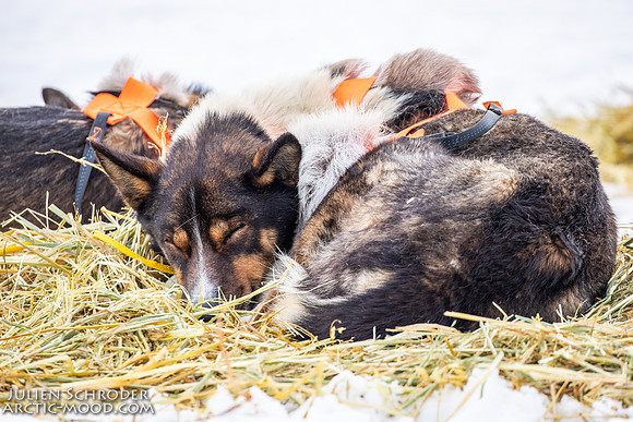 iditarod-Iditarod2019-JSchroder_20190307_D4_5841