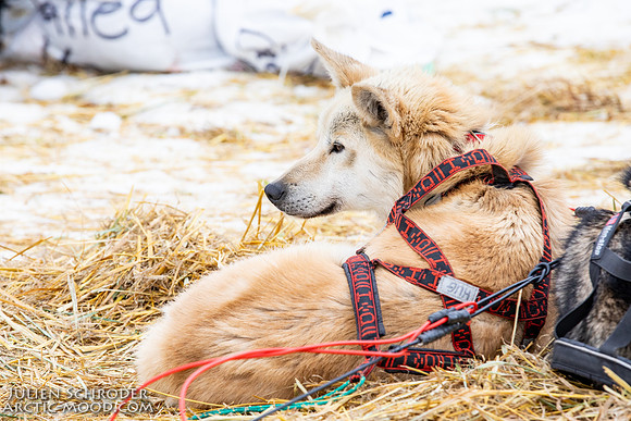 iditarod-Iditarod2019-JSchroder_20190309_D4_6370