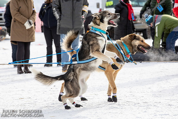 Restart-Iditarod2019-JSchroder_20190303_D4_3112