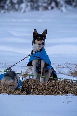 2_Two Rivers_YukonQuest2018_untitled_YukonQuest2018_13932_JSchroder-2