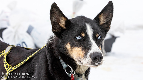 iditarod-Iditarod2019-JSchroder_20190309_D4_6353