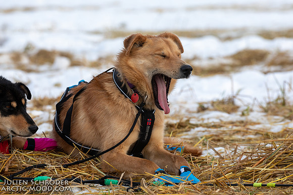 Iditarod-Iditarod2019-JSchroder_20190308_D4_6076