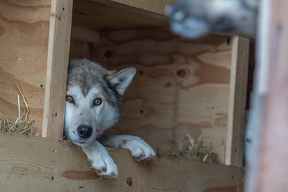 1_Fairbanks_YukonQuest2018_untitled_YukonQuest2018_11931_JSchroder-2