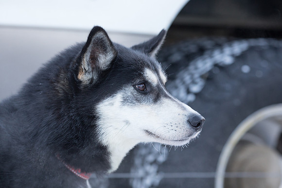1_Fairbanks_YukonQuest2018_untitled_YukonQuest2018_12005_JSchroder-2