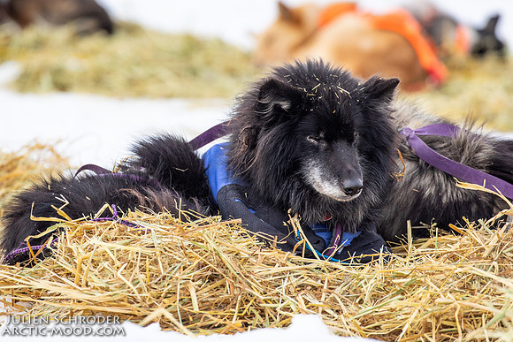 iditarod-Iditarod2019-JSchroder_20190307_D4_5825