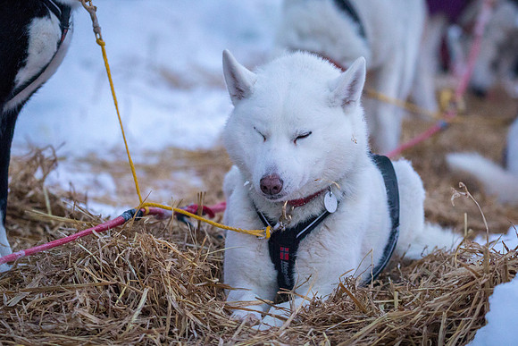 2_Two Rivers_YukonQuest2018_untitled_YukonQuest2018_13940_JSchroder-2