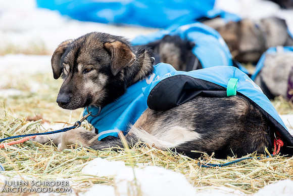 iditarod-Iditarod2019-JSchroder_20190309_D4_6296