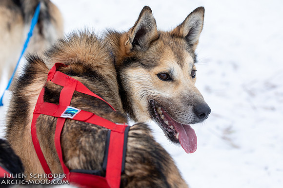 Iditarod-Iditarod2019-JSchroder_20190308_D4_6039