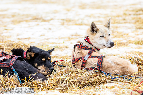 iditarod-Iditarod2019-JSchroder_20190309_D4_6362