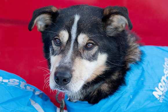 1_Fairbanks_YukonQuest2018_untitled_YukonQuest2018_11967_JSchroder-2