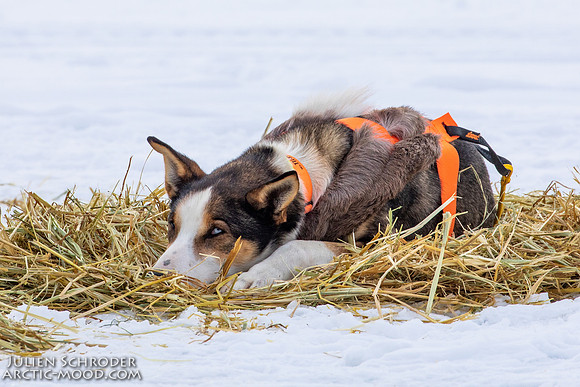 iditarod-Iditarod2019-JSchroder_20190307_D4_5849