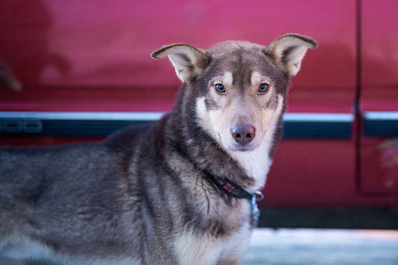 1_Fairbanks_YukonQuest2018_untitled_YukonQuest2018_13198_JSchroder-2