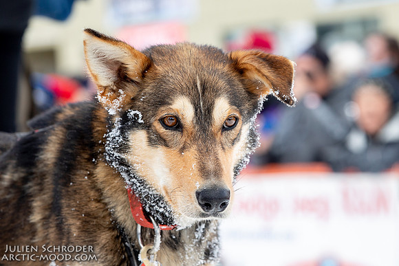CapeNome-Iditarod2019-JSchroder_20190315_D4_8804