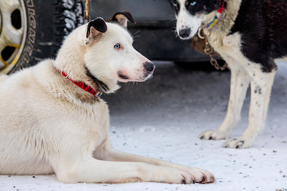 1_Fairbanks_YukonQuest2018_untitled_YukonQuest2018_11893_JSchroder-2