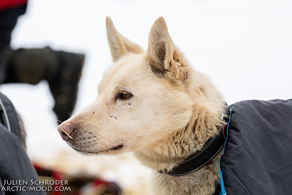 iditarod-Iditarod2019-JSchroder_20190309_D4_6293