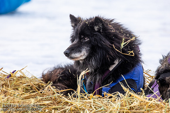 iditarod-Iditarod2019-JSchroder_20190307_D4_5846
