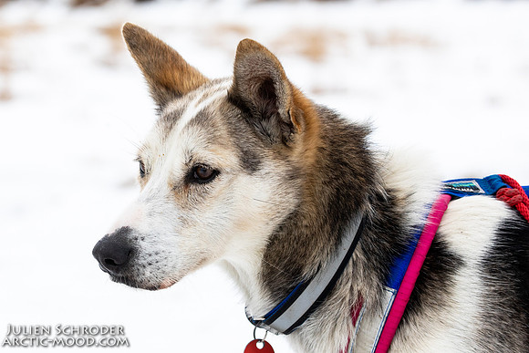 iditarod-Iditarod2019-JSchroder_20190309_D4_6507