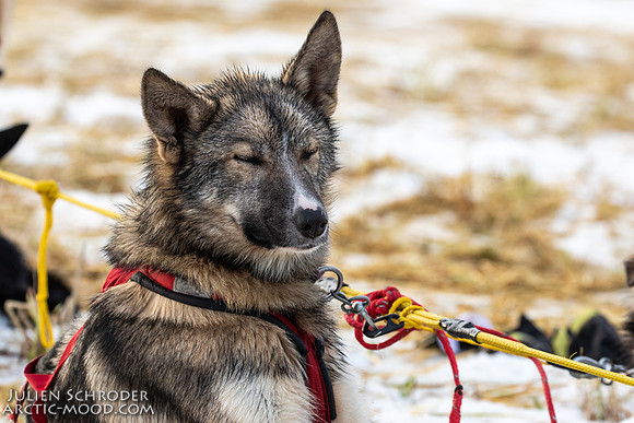 Iditarod-Iditarod2019-JSchroder_20190308_D4_6069