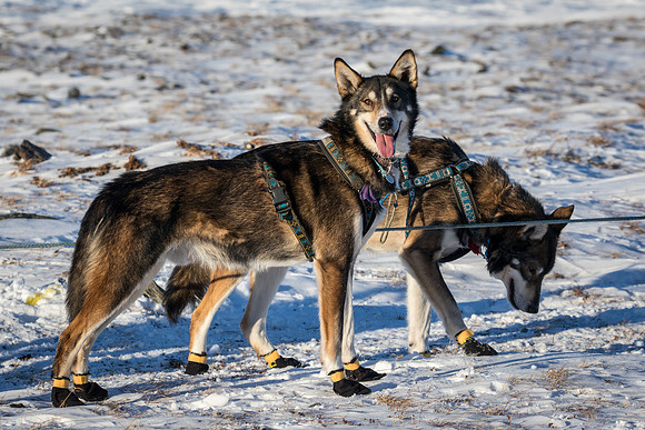 3_Mile101_YukonQuest2018_Eagle_summit_YukonQuest2018_14370_JSchroder-2