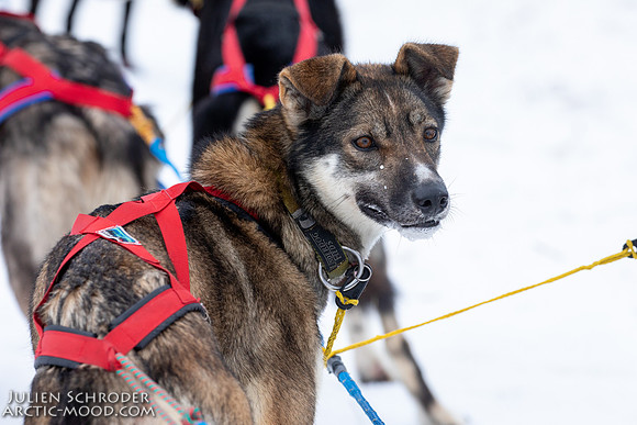 Iditarod-Iditarod2019-JSchroder_20190308_D4_6041