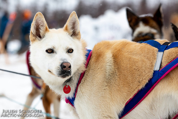 iditarod-Iditarod2019-JSchroder_20190309_D4_6483