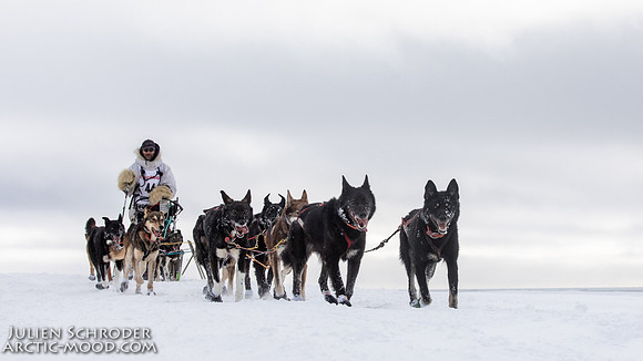 CapeNome-Iditarod2019-JSchroder_20190315_D4_8610