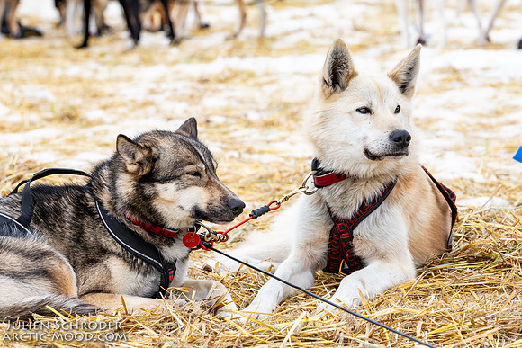 iditarod-Iditarod2019-JSchroder_20190309_D4_6361