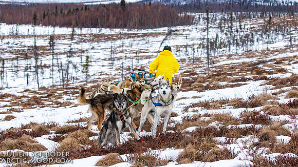 untitled-Iditarod2019-JSchroder_20190309_D4_6161