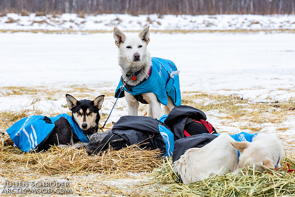 iditarod-Iditarod2019-JSchroder_20190309_D4_6388