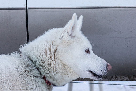 1_Fairbanks_YukonQuest2018_untitled_YukonQuest2018_11997_JSchroder-2