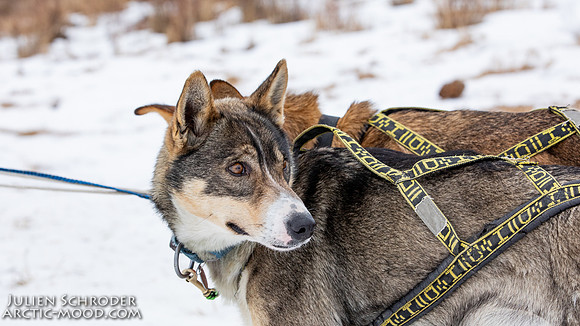 iditarod-Iditarod2019-JSchroder_20190309_D4_6338