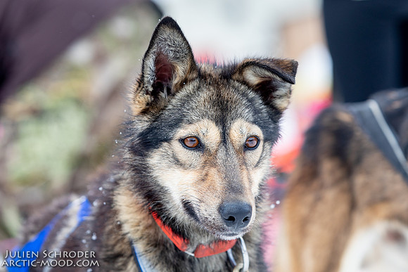 CapeNome-Iditarod2019-JSchroder_20190315_D4_8811